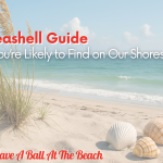 Seashell Banner
