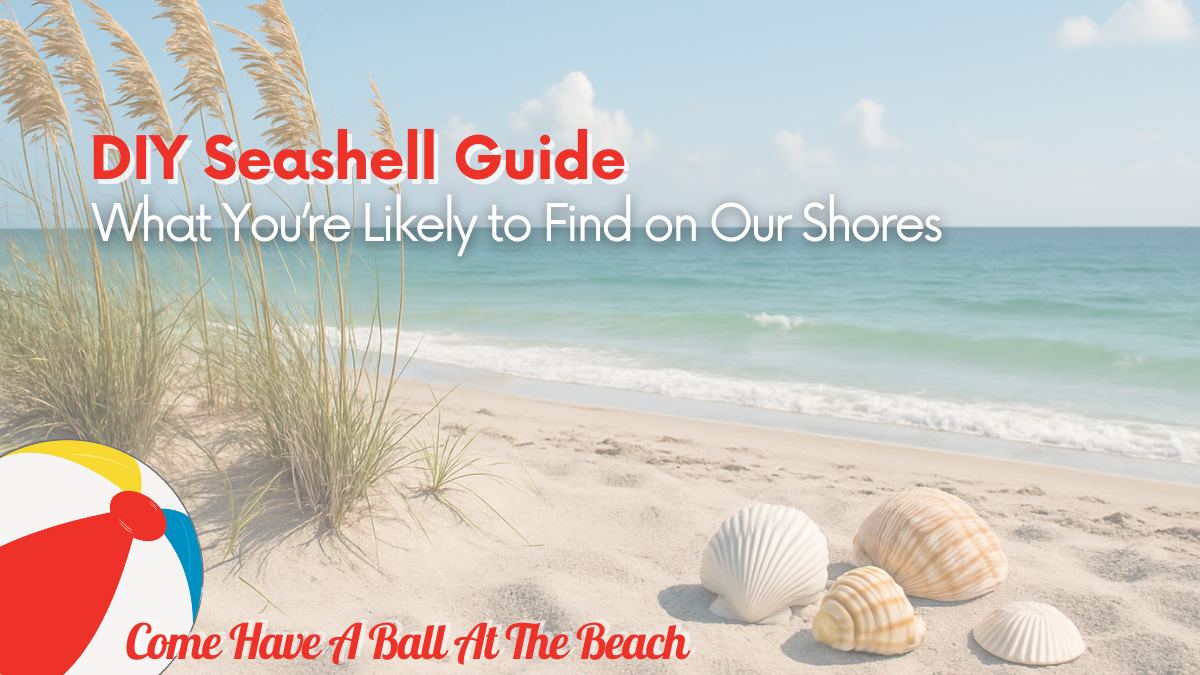 DIY Seashell Guide: What You’re Likely to Find on Our Shores