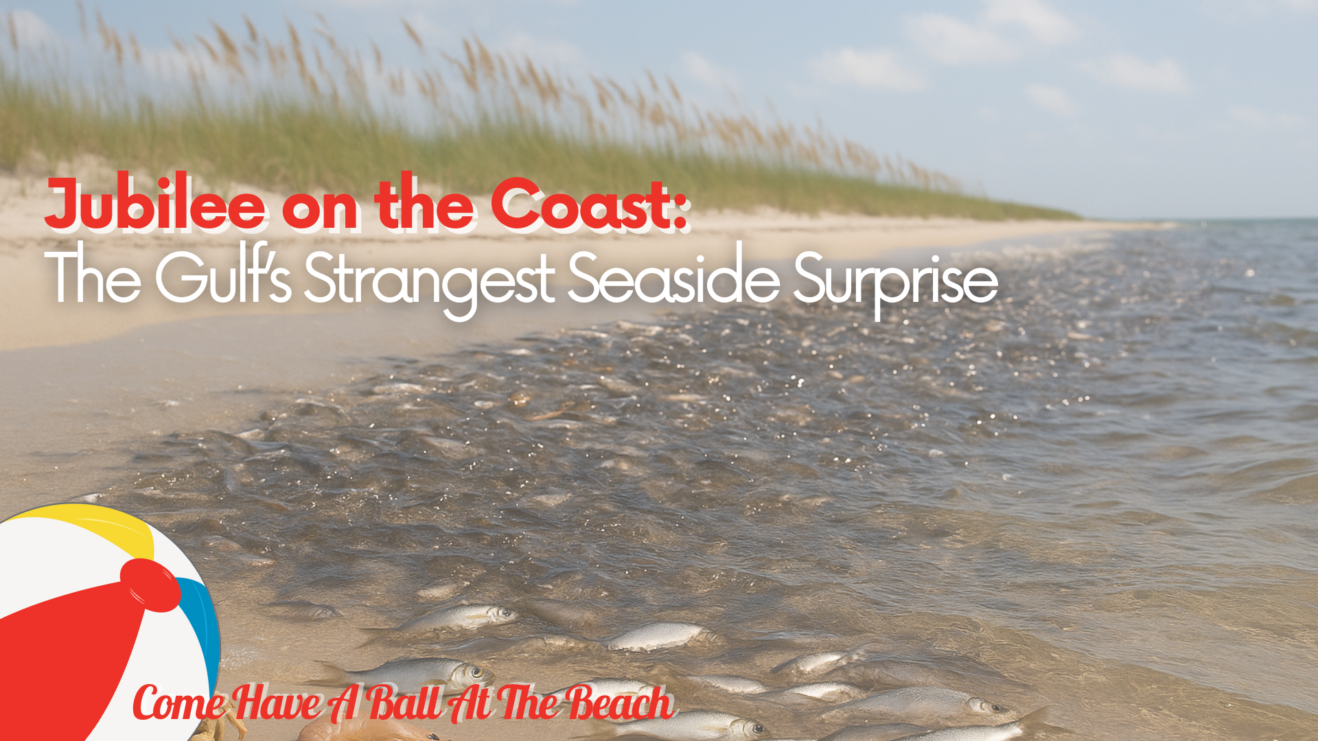 Jubilee on the Coast: The Gulf’s Strangest Seaside Surprise