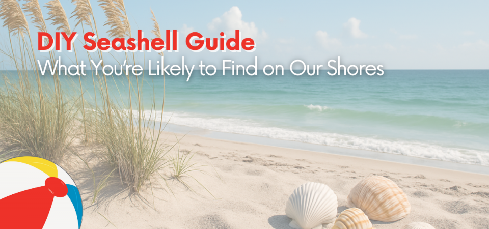 DIY Seashell Guide: What You’re Likely to Find on Our Shores