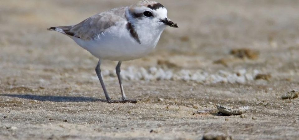 Protecting Our Shorebirds