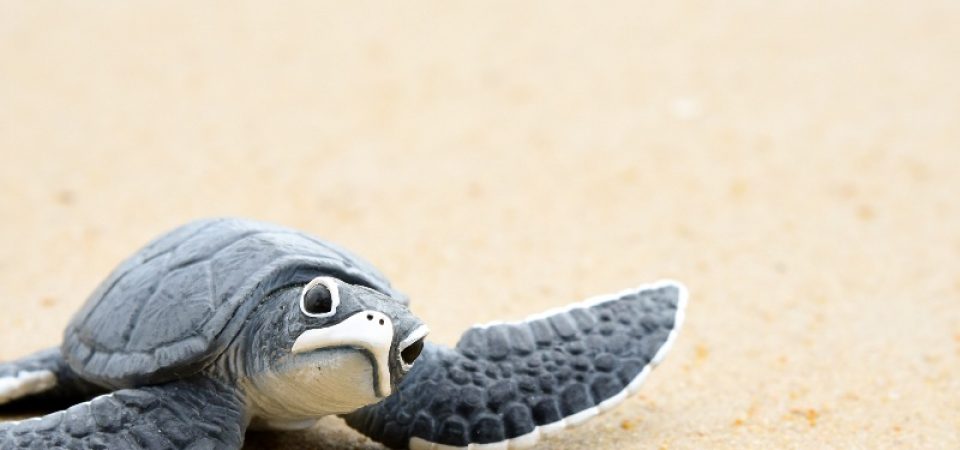 Share the Beach, Save the Turtles